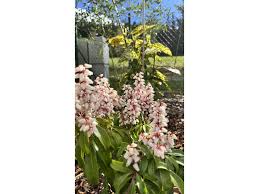 Image result for Pieris japonský bonfire obrázek