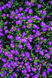 Image result for Clutia paxii