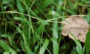 Image result for Paspalum conjugatum