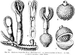 Image result for Mesanthemum glabrum