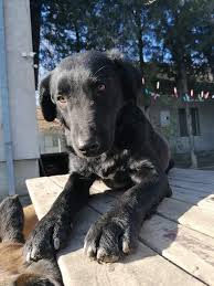 Coco sucht ein zuhause bei unternehmungslustigen menschen, die bereits hundeerfahrung mitbringen, um sie sicher durch den alltag zu führen. Hunde Suchen Ein Zuhause