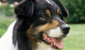 Check spelling or type a new query. Australian Shepherd Breed Information