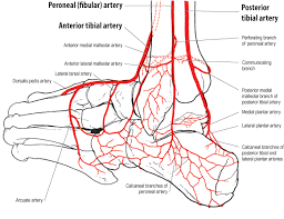 Image result for blood flow to the ankles.