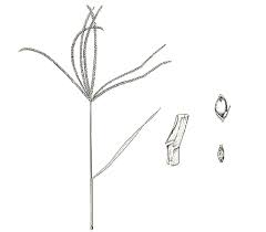 Image result for Cynodon aethiopicus