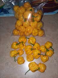 Hey, i like thai hot. Homegrown Jamaican Scotch Bonnet Peppers From My Four Year Old Plant Spicy
