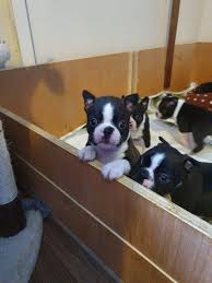 Find a boston terrier puppy from reputable breeders near you and nationwide. Boston Terrier Puppies For Sale San Antonio Tx 323851