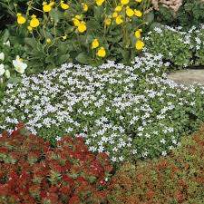 Isotoma Bluhender Bodendecker Pflanzen Bodendecker Blumenbeet