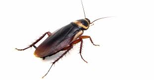 what attracts roaches to your home
