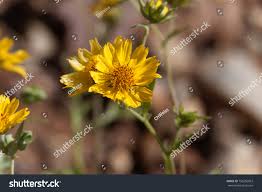 Image result for Guizotia scabra
