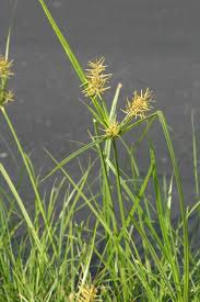 Image result for Cyperus denudatus