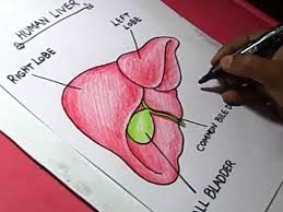 Documents similar to liver pathophysiology and schematic diagram. How To Draw Human Liver And Gallbladder Detailed Drawing Youtube