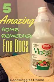 Check spelling or type a new query. 5 Amazing Homemade Remedies For Dogs Good Doggies Online Home Remedies For Diarrhea Dog Shedding Remedies Remedies