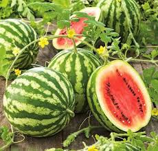 Image result for Citrullus lanatus