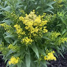 Image result for Solidago