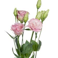Image result for eustoma maurine