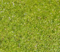 Image result for Lemna