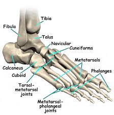 The Causes Of Metatarsophalangeal Joint Pain