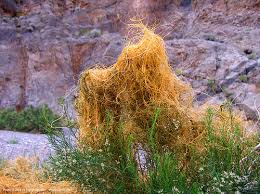 Image result for Cuscuta abyssinica