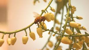 Hailed as a tree for all seasons, the sourwood is easy to care for; Sourwood A Treat From The Bees Arbor Day Blog