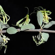 Image result for Erianthemum schelei