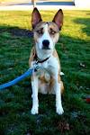 Pitbull Husky Mix: A Look at the Devoted and Even-Tempered ...