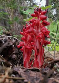 Image result for Sarcophyte sanguinea