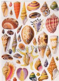 beautiful shells of the world lithograph chart 1928 flickr