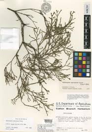 Image result for Euploca katangensis