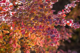 Image result for Berberis