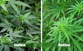 Indica Vs Sativa Vs Hybrids Similarities Differences Cannabistours Com