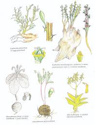 Image result for Monadenium pedunculatum