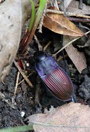 Image result for Dichilus