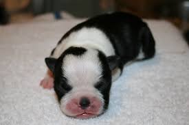 Welcome this gentle boston terrier puppy into your loving heart and home. Oregon Boston Terriers Home Facebook