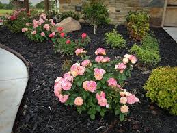 The Last Days Of Spring Drift Roses Landscaping With Roses Backyard Flowers Beds
