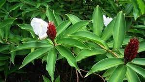 Cheilocostus Speciosus Or Crpe Ginger Is A Species Of Flowering Plants In The Genus Cheilocostus It Is Native To Southeast Asia Plants Planting Flowers Species