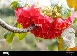Image result for Dombeya kirkii