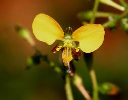 Image result for Aneilema