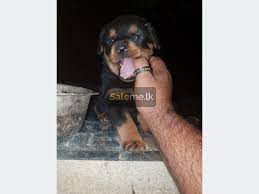 Check spelling or type a new query. Pets Rottweiler Puppy For Sale In Mawanella Saleme Lk