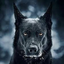 Dog Dog Love Kopek Turleri Siyah Kopekler Alman Coban Kopegi