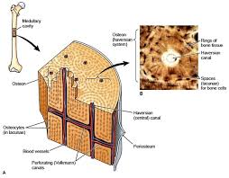 A cross section of a human long bone. Bone Cross Section Diagram Human Body Labeled Labeled Vertebra Cross Section Human Cord Spinal Cross Section Spine Cervical Diagram Education Science Anatomical Anatomy Atlas Back Body Bone Care