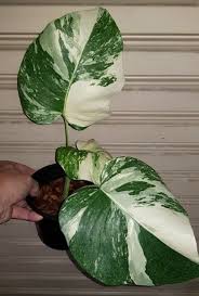 Monstera Deliciosa Borsigiana Albovariegata Backorder Shipping September Tropics Home Monstera Deliciosa Plant Diseases Plants