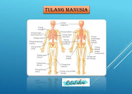 Jadi yang lebih tepat sebenarnya tiada bagian dari tubuh manusia kecuali akan hancur (dimakan tanah), kecuali satu tulang yaitu tulang ekor, darinya manusia dirakit kembali. Fungsi Tulang Hasta Tulang Atas Tulang Pengumpil Tulang Pergelangan Tangan Tulang Telapak Brainly Co Id