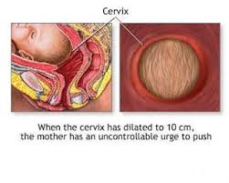 At 1 finger, you are fully dilated. Pin On Labor Delivery Nurse