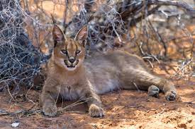 Der karakal (caracal caracal) ist eine afroasiatische, mittelgroße katze aus der gattung caracal. Karakal Caracal Foto Bild Natur Katze South Africa Bilder Auf Fotocommunity
