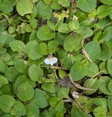 Image result for Vandellia