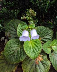 My favourite flower quotes and verses. Gloxinia Genus Wikipedia
