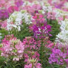 Image result for Cleome spinosa
