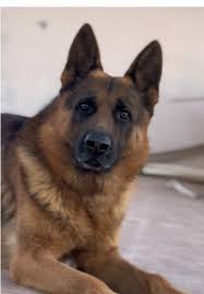 Ki dayer Gucci ❤️❤️