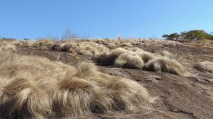 Image result for Coleochloa