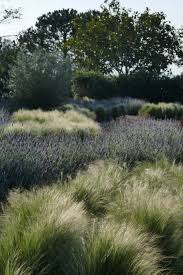 Designer Meadow Landscape Design Garden Design Minimalist Garden